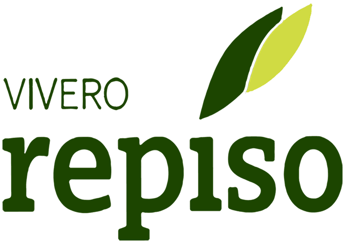 Viveros Repiso, plantones de olivo