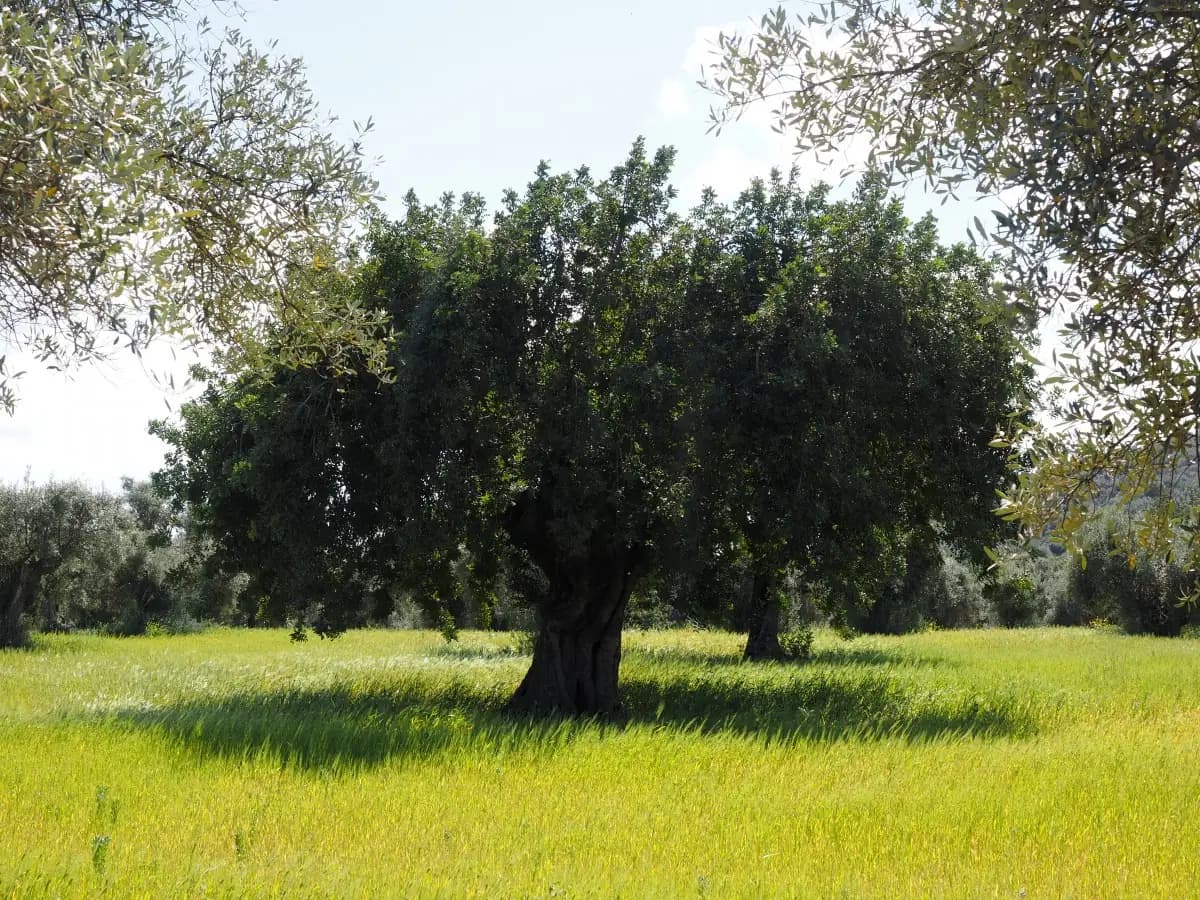 Olivo adulto en una finca de cultivo tradicional