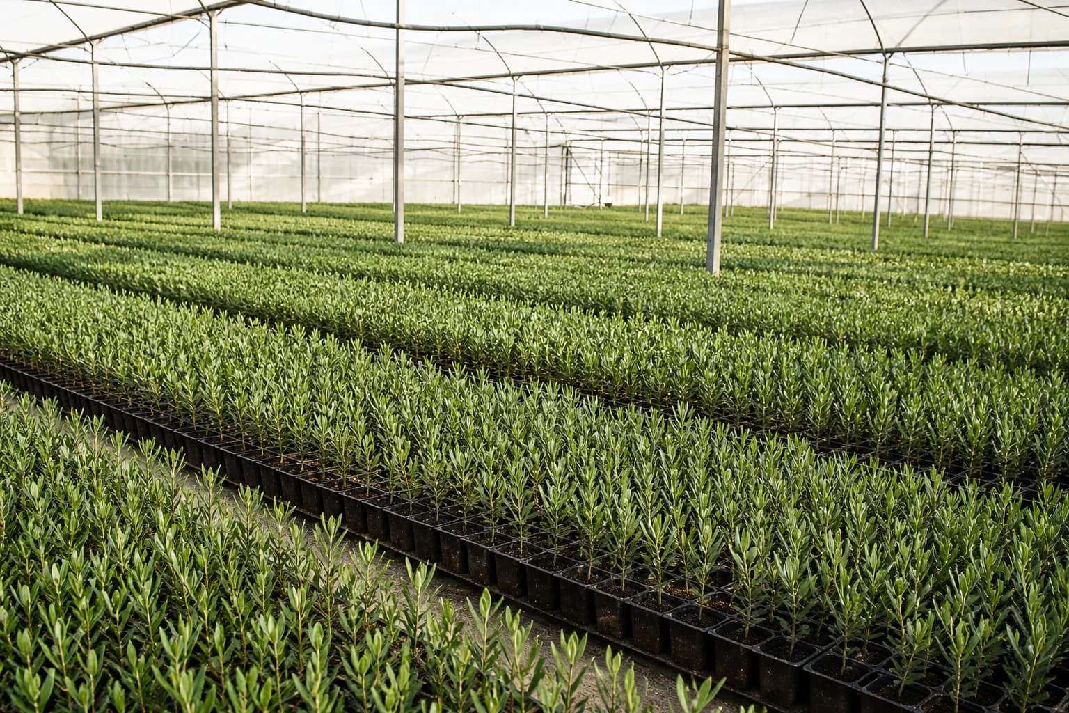 Lotes homogéneos de plantones de olivo organizados en el vivero