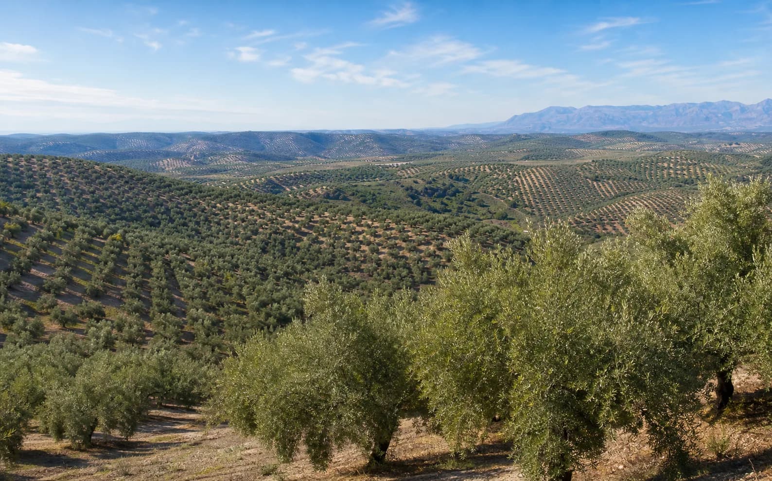 Panorámica de una finca de olivar antes de planificar la plantación