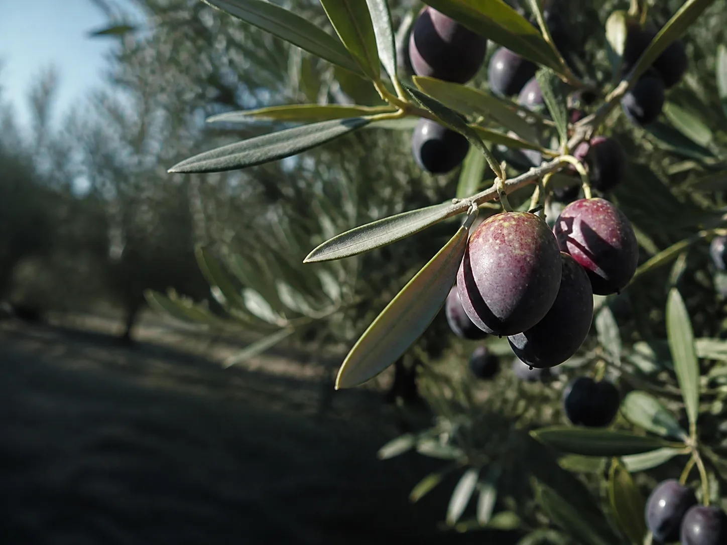 Aceitunas de la variedad Alfafara
