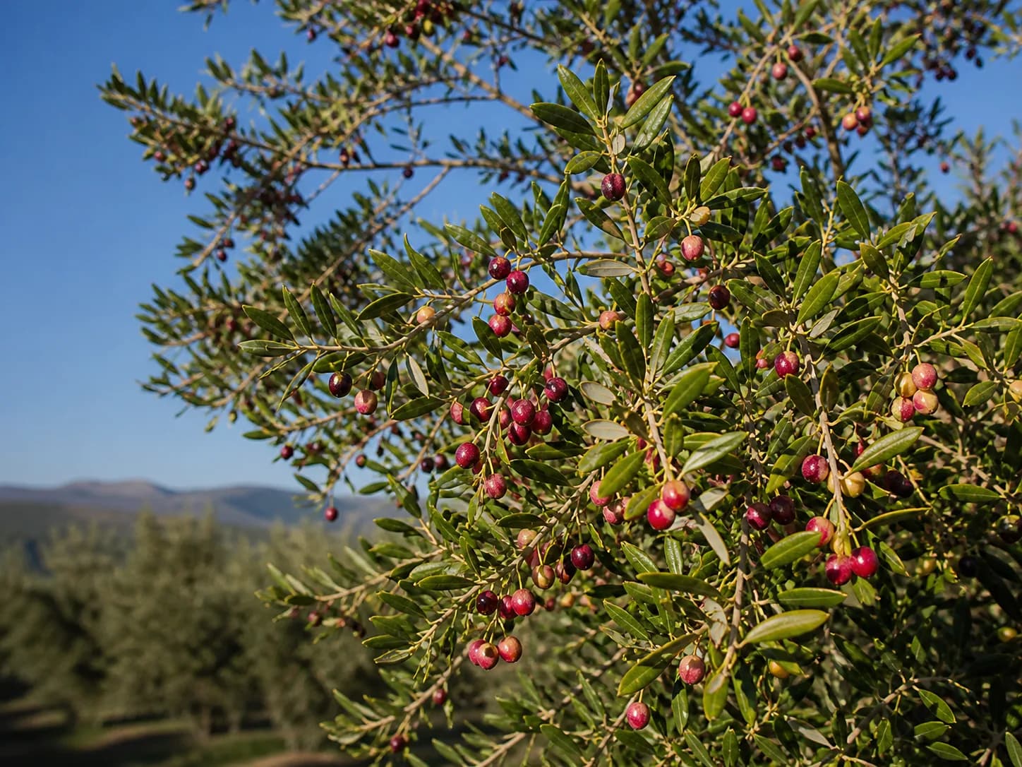 Aceitunas de la variedad Arbequina
