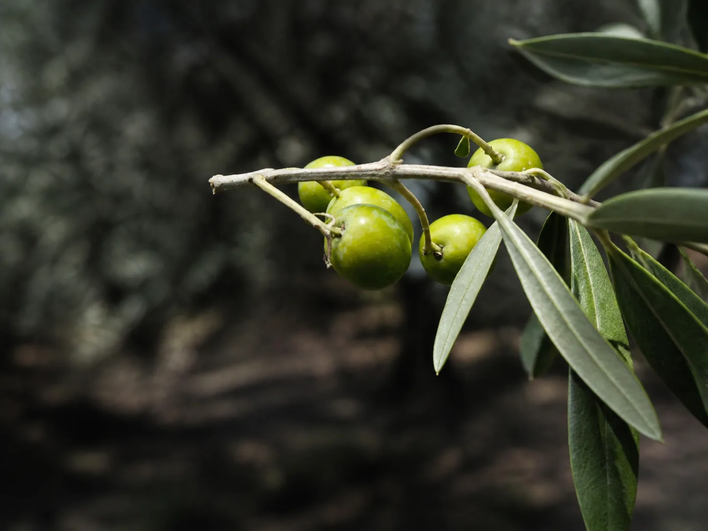 Aceitunas de la variedad Arróniz