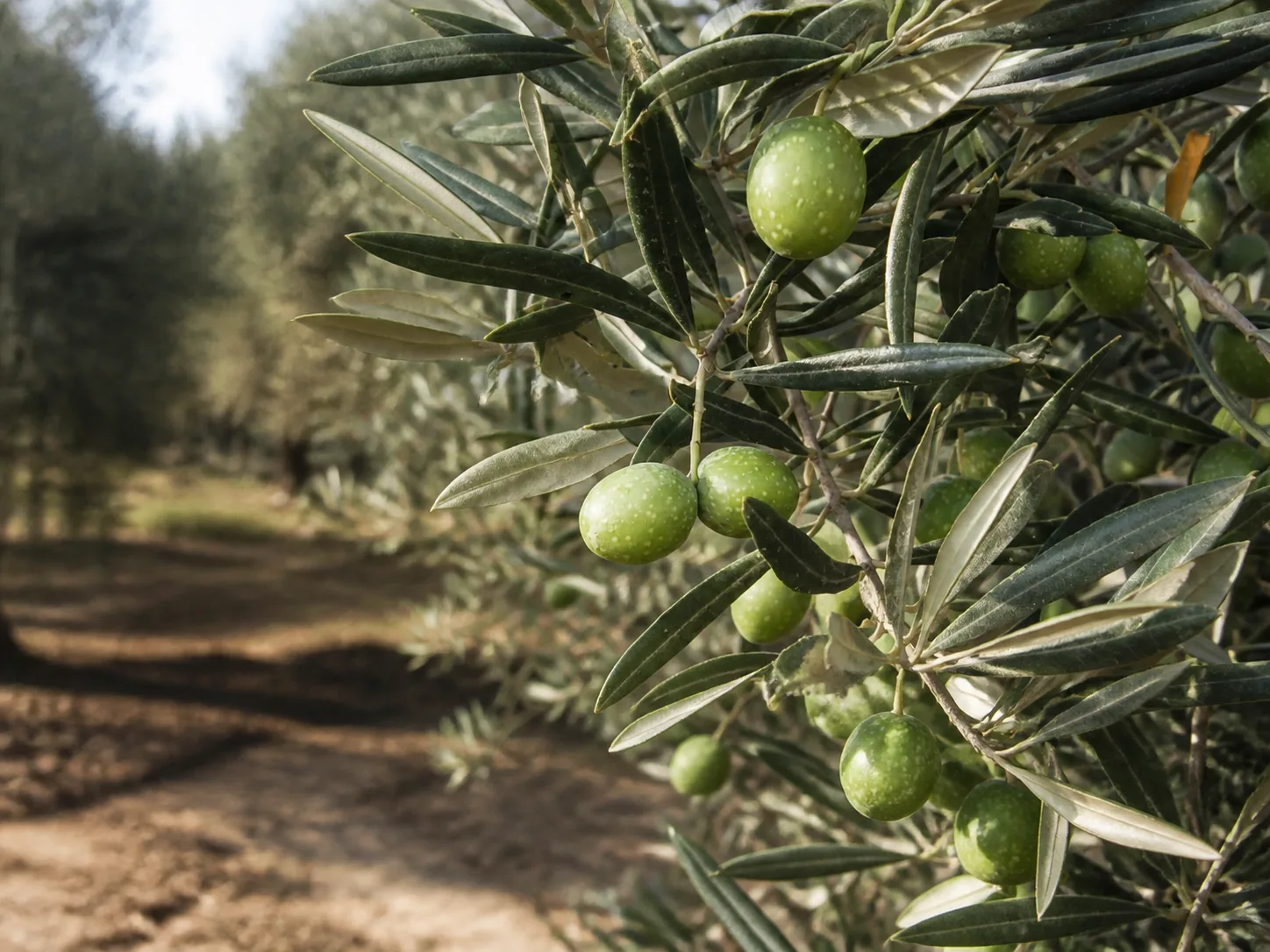 Aceitunas de la variedad Hojiblanca