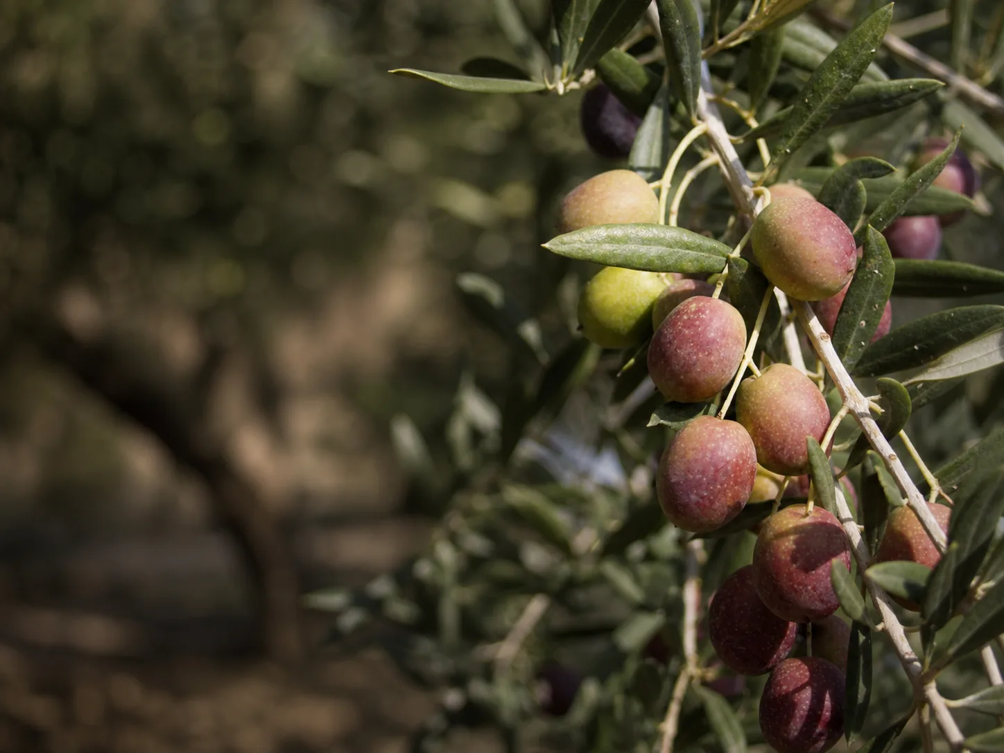 Aceitunas de la variedad Manzanilla Sevillana