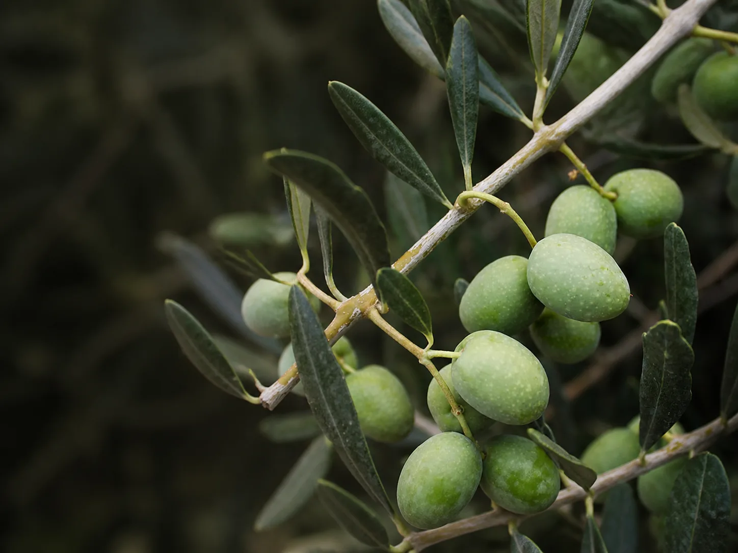 Aceitunas de la variedad Picual