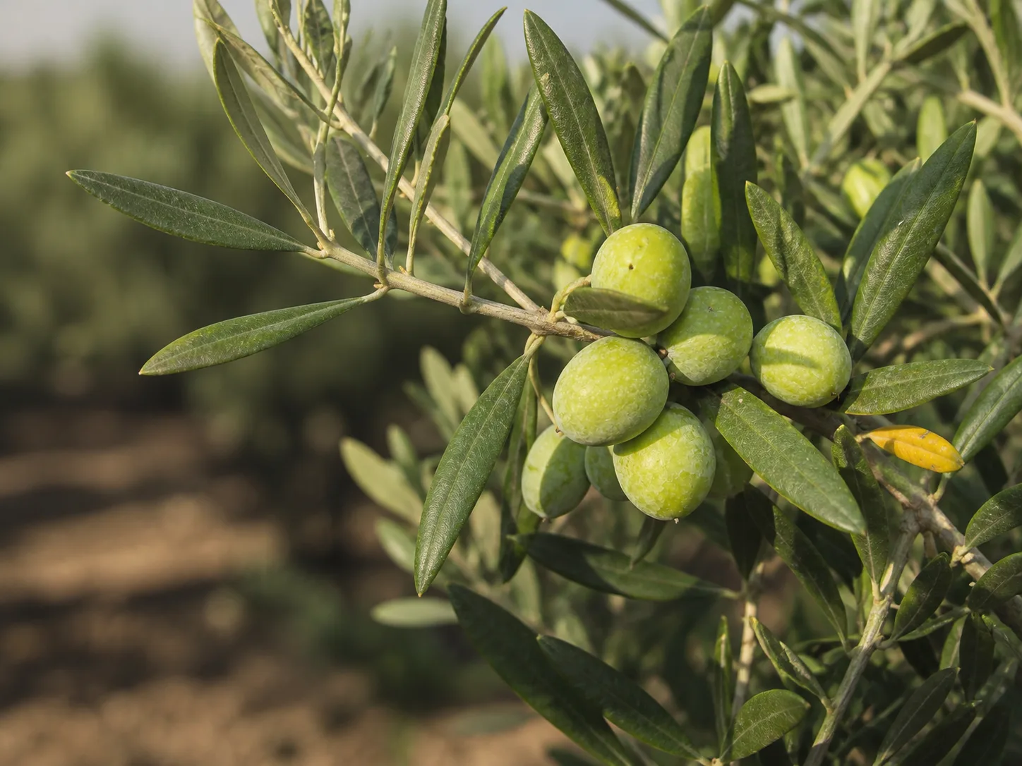 Aceitunas de la variedad Sikitita
