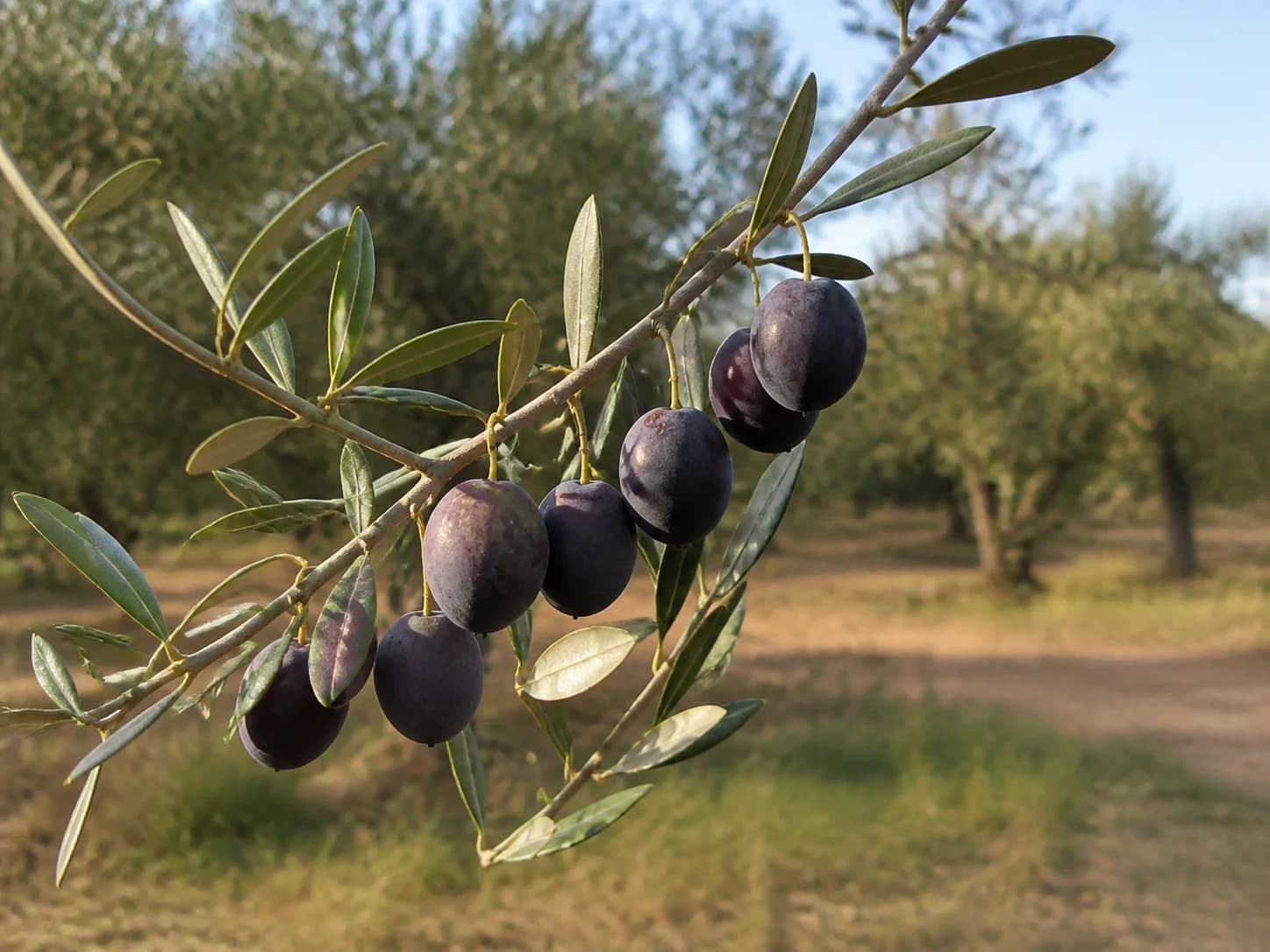 Rama completa de Alfafara con fruto grande en maduración tardía