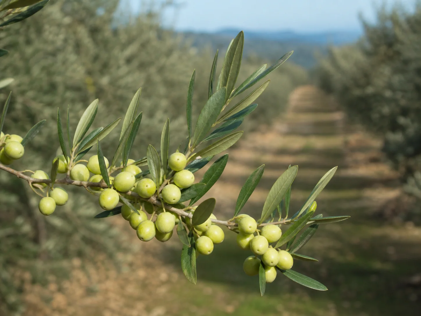 Rama productiva de Arbosana con fruto verde de tamaño contenido