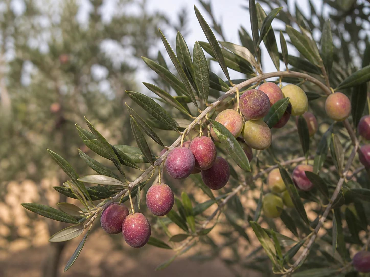 Detalle de aceitunas Manzanilla Sevillana destinadas a mesa