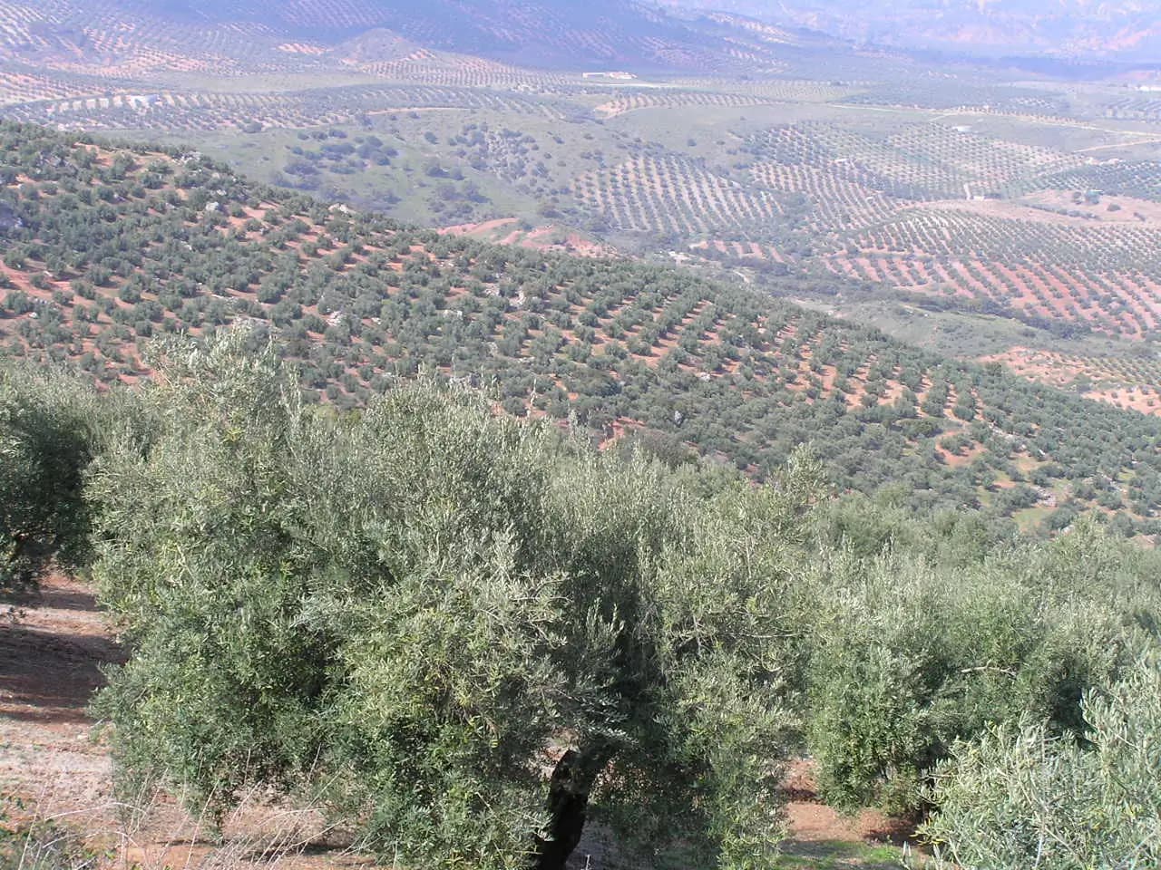 Vista amplia de olivares en el paisaje andaluz
