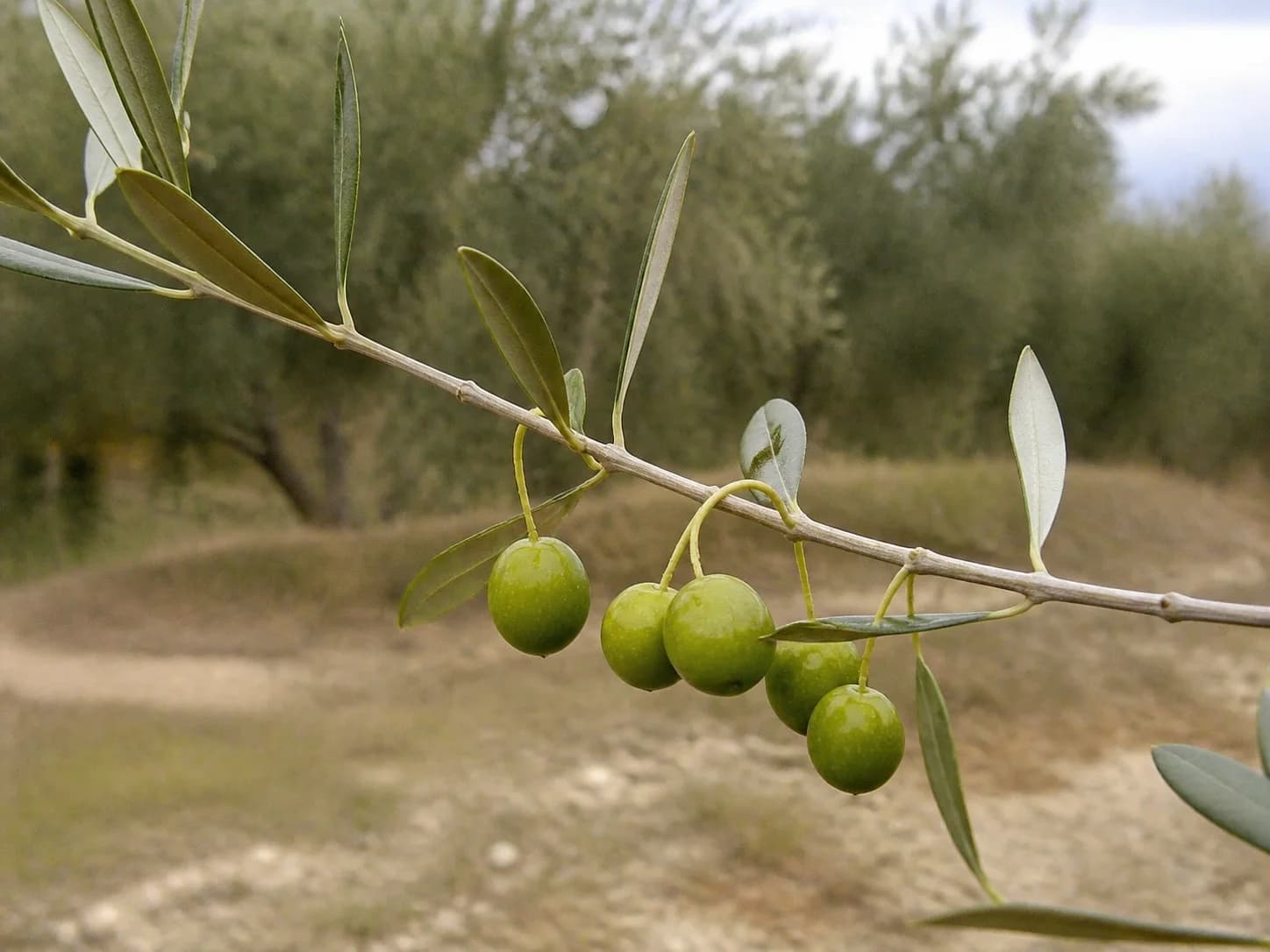 Rama de Arróniz con fruto verde y pedúnculos largos