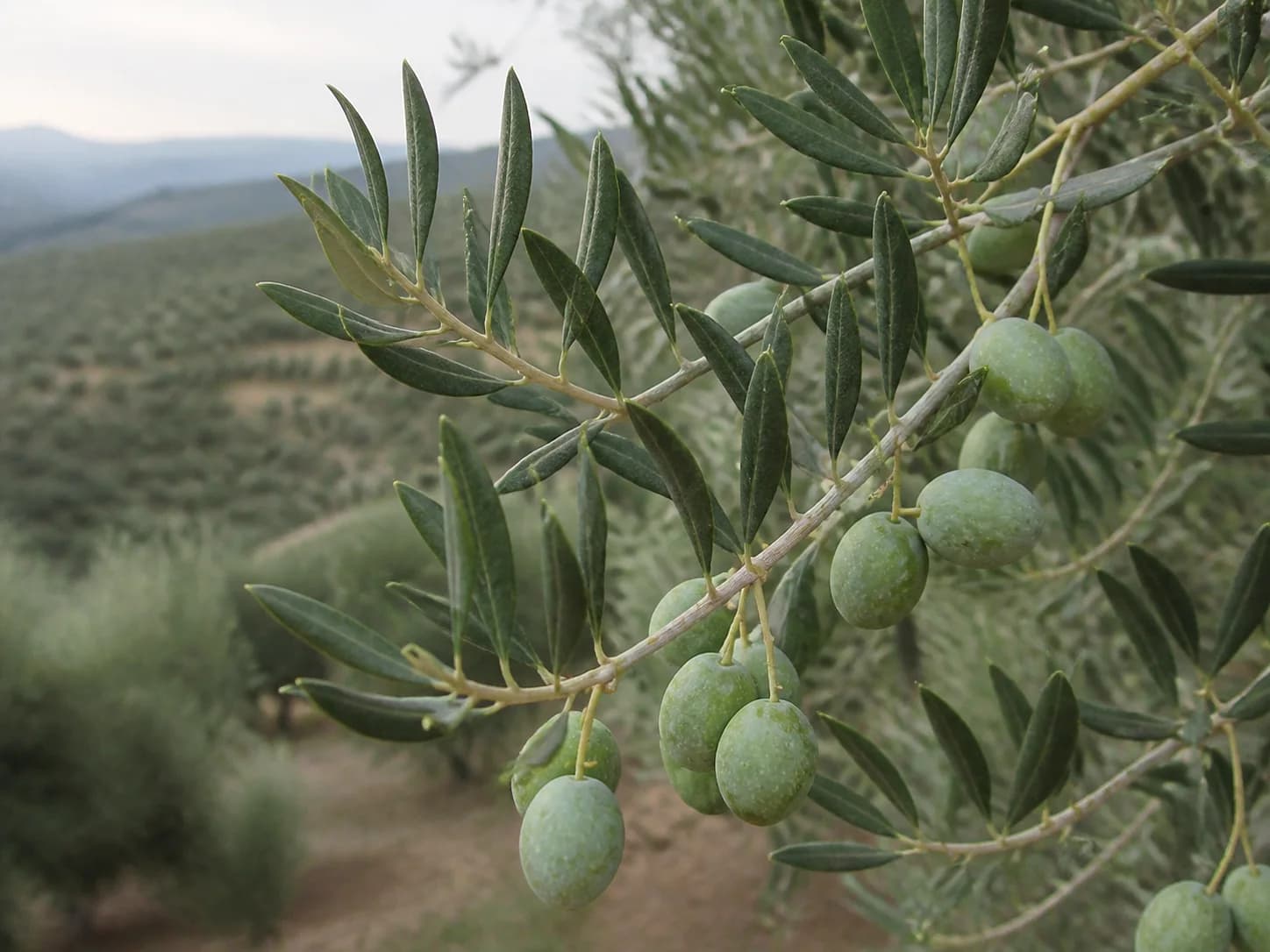 Rama de Picual con fruto verde y silueta ligeramente apuntada